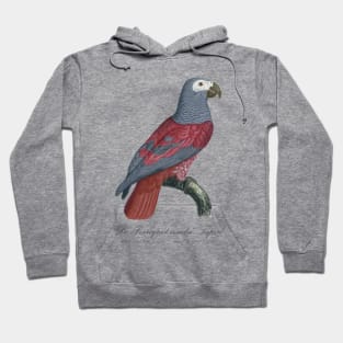 Le Perroquet Cendre Tapire Parrot - 19th century Jacques Barraband Illustration Hoodie